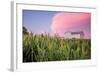 Corn Crop-Donnie Quillen-Framed Art Print