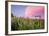 Corn Crop-Donnie Quillen-Framed Art Print