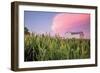 Corn Crop-Donnie Quillen-Framed Premium Giclee Print