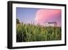 Corn Crop-Donnie Quillen-Framed Premium Giclee Print