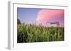 Corn Crop-Donnie Quillen-Framed Premium Giclee Print