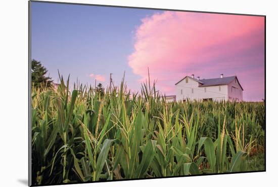 Corn Crop-Donnie Quillen-Mounted Premium Giclee Print