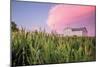 Corn Crop-Donnie Quillen-Mounted Premium Giclee Print