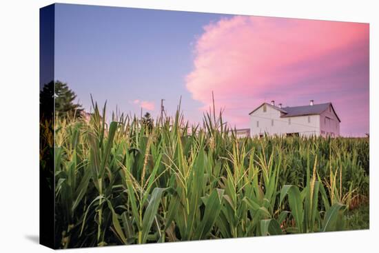 Corn Crop-Donnie Quillen-Stretched Canvas
