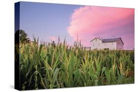 Corn Crop-Donnie Quillen-Stretched Canvas