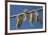 Corn Drying in the Sun at Fort Berthold, North Dakora-Angel Wynn-Framed Photographic Print