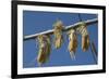 Corn Drying in the Sun at Fort Berthold, North Dakora-Angel Wynn-Framed Photographic Print