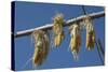 Corn Drying in the Sun at Fort Berthold, North Dakora-Angel Wynn-Stretched Canvas