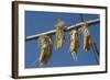 Corn Drying in the Sun at Fort Berthold, North Dakora-Angel Wynn-Framed Photographic Print