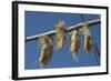 Corn Drying in the Sun at Fort Berthold, North Dakora-Angel Wynn-Framed Photographic Print