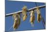 Corn Drying in the Sun at Fort Berthold, North Dakora-Angel Wynn-Mounted Photographic Print