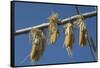Corn Drying in the Sun at Fort Berthold, North Dakora-Angel Wynn-Framed Stretched Canvas