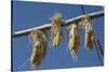 Corn Drying in the Sun at Fort Berthold, North Dakora-Angel Wynn-Stretched Canvas