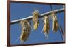 Corn Drying in the Sun at Fort Berthold, North Dakora-Angel Wynn-Framed Photographic Print