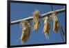 Corn Drying in the Sun at Fort Berthold, North Dakora-Angel Wynn-Framed Photographic Print