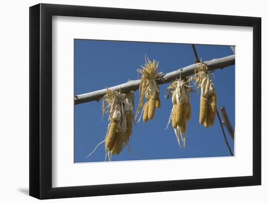 Corn Drying in the Sun at Fort Berthold, North Dakora-Angel Wynn-Framed Photographic Print