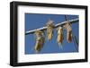 Corn Drying in the Sun at Fort Berthold, North Dakora-Angel Wynn-Framed Photographic Print