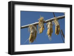 Corn Drying in the Sun at Fort Berthold, North Dakora-Angel Wynn-Framed Photographic Print