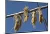 Corn Drying in the Sun at Fort Berthold, North Dakora-Angel Wynn-Mounted Photographic Print