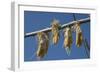 Corn Drying in the Sun at Fort Berthold, North Dakora-Angel Wynn-Framed Photographic Print