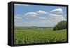 Corn Field, Nebraska, USA-Michael Scheufler-Framed Stretched Canvas