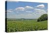 Corn Field, Nebraska, USA-Michael Scheufler-Stretched Canvas