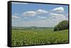 Corn Field, Nebraska, USA-Michael Scheufler-Framed Stretched Canvas