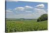 Corn Field, Nebraska, USA-Michael Scheufler-Stretched Canvas
