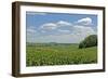 Corn Field, Nebraska, USA-Michael Scheufler-Framed Photographic Print