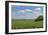 Corn Field, Nebraska, USA-Michael Scheufler-Framed Photographic Print