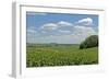 Corn Field, Nebraska, USA-Michael Scheufler-Framed Photographic Print