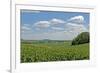 Corn Field, Nebraska, USA-Michael Scheufler-Framed Photographic Print