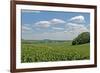 Corn Field, Nebraska, USA-Michael Scheufler-Framed Photographic Print