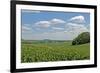 Corn Field, Nebraska, USA-Michael Scheufler-Framed Photographic Print