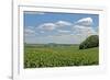 Corn Field, Nebraska, USA-Michael Scheufler-Framed Photographic Print