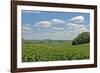 Corn Field, Nebraska, USA-Michael Scheufler-Framed Photographic Print