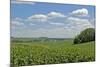 Corn Field, Nebraska, USA-Michael Scheufler-Mounted Photographic Print