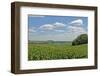 Corn Field, Nebraska, USA-Michael Scheufler-Framed Photographic Print