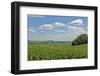 Corn Field, Nebraska, USA-Michael Scheufler-Framed Photographic Print