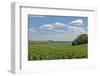 Corn Field, Nebraska, USA-Michael Scheufler-Framed Photographic Print