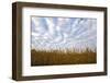 Corn field with blue sky and beautiful clouds-Gayle Harper-Framed Photographic Print