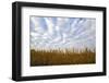 Corn field with blue sky and beautiful clouds-Gayle Harper-Framed Photographic Print