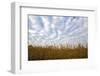 Corn field with blue sky and beautiful clouds-Gayle Harper-Framed Photographic Print