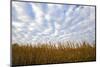 Corn field with blue sky and beautiful clouds-Gayle Harper-Mounted Photographic Print