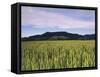 Corn Field-Markus Lange-Framed Stretched Canvas