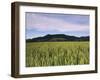 Corn Field-Markus Lange-Framed Photographic Print