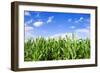 Corn Field-Liang Zhang-Framed Photographic Print