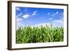 Corn Field-Liang Zhang-Framed Photographic Print