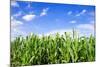 Corn Field-Liang Zhang-Mounted Photographic Print