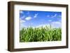 Corn Field-Liang Zhang-Framed Photographic Print